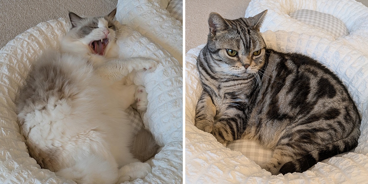 小林幸子さんの愛猫・コウの助くん（左）とジャコ助くん（右）。