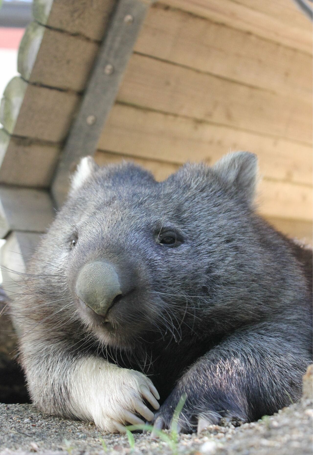 ユキ（メス・6歳）　提供：五月山動物園