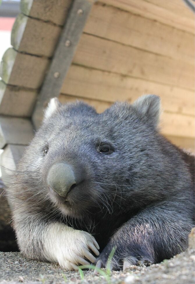 日本に6頭しかいない！可愛すぎる珍獣ウォンバットを知っていますか？ 