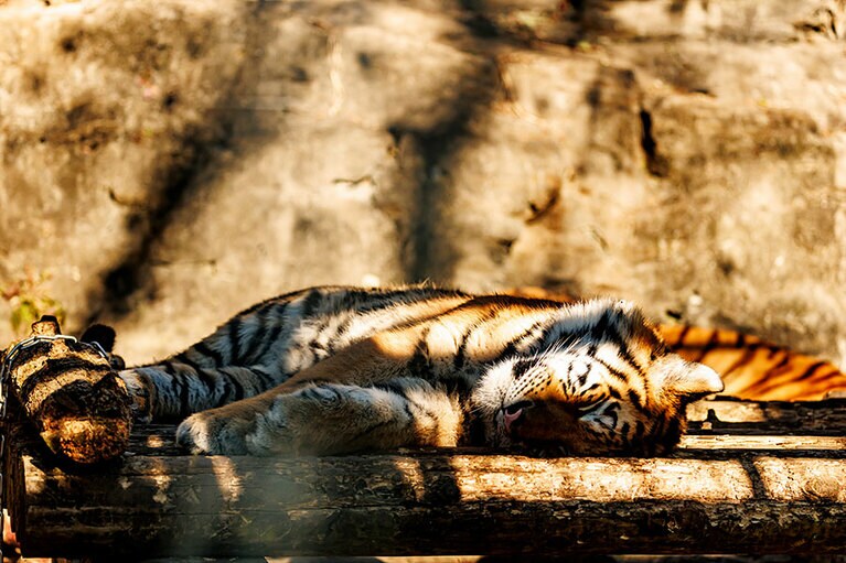 居場所を変えて、またくつろぐフタバ。