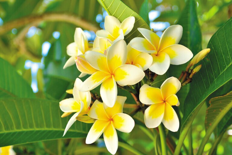 【沖縄県】沖縄を彩る花々 プルメリア。©沖縄観光コンベンションビューロー