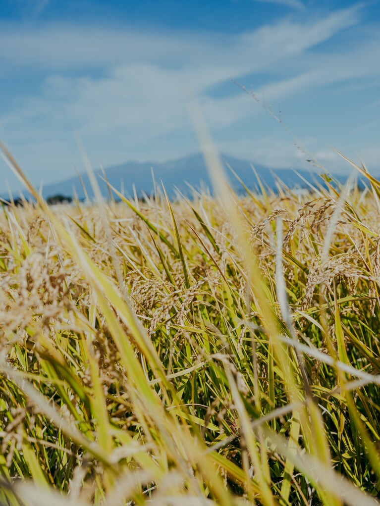 低GIで血糖値も上がりづらく、アレルギーリスクも低い在来種のお米。（photo：Ayumi Mineoka）