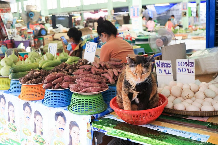 市場で見つけたミケねこちゃん。自ら商品カゴの中に入り、店主のおばちゃんの笑いを誘っていました。