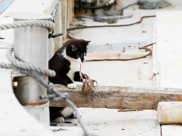 vol.031「宇宙人の子どもの捕獲に成功したのニャ。月刊ムー編集部に連絡するニャ♪」