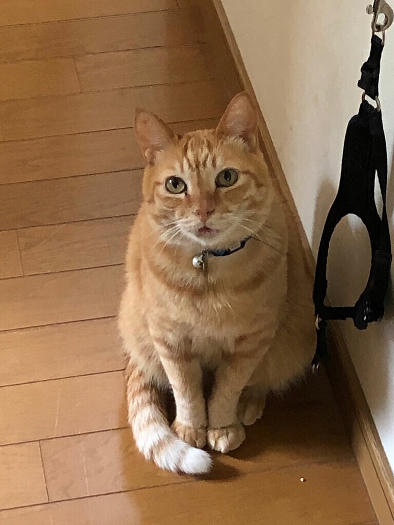 ミーちゃん ♂ 11歳。ハーネスの所に行き散歩に連れていってくれるよね!?