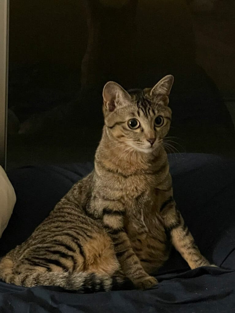 【ロングコートダディ・堂前さん】うちの子ベストショット①「妖艶な女優のような佇まいの時」