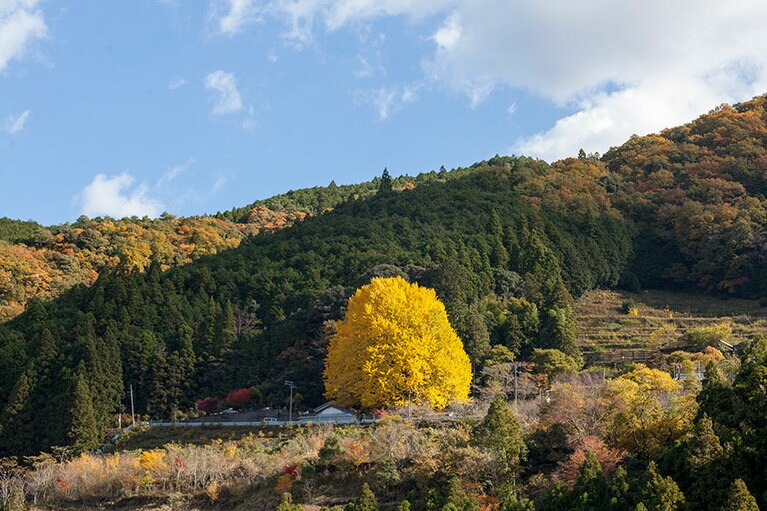 【和歌山県】福定の大銀杏。
