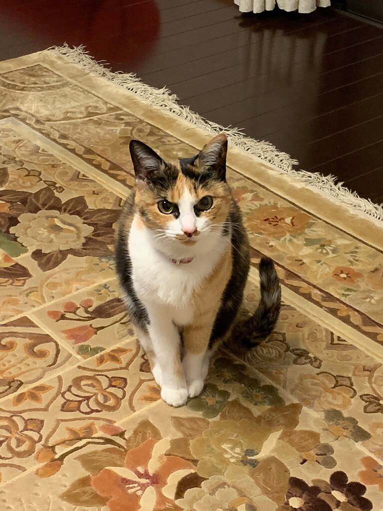 るり ♀ 15歳。ポーズをとって私を見ていてくれたので撮りました。るりちゃん得意のポーズです。