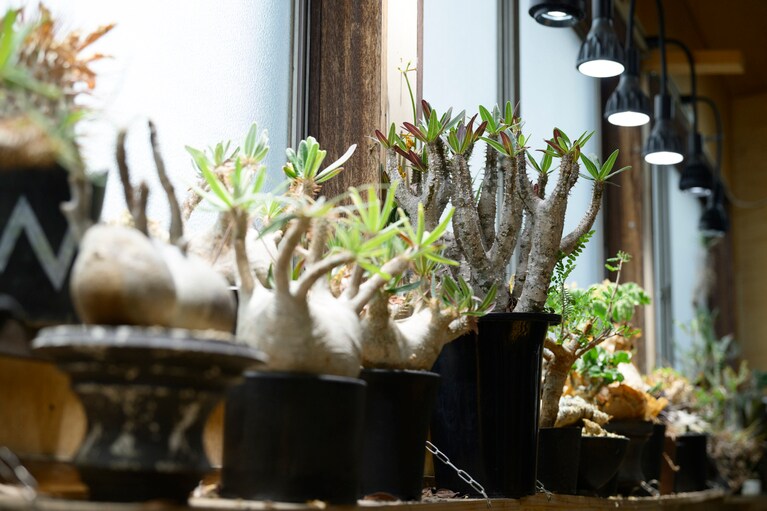 店内では、セレクトした多肉植物も販売しています。