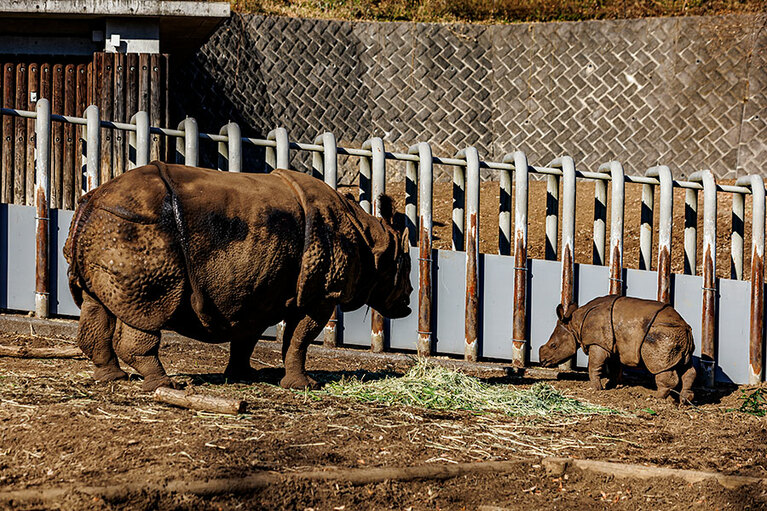 食事中のゴポン、デコポン親子。