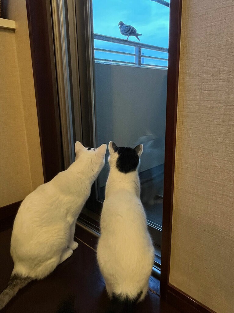 タマ（白）とおでん（白黒） ♂ 7歳。二匹揃って窓の外に熱視線（フクトラさん）