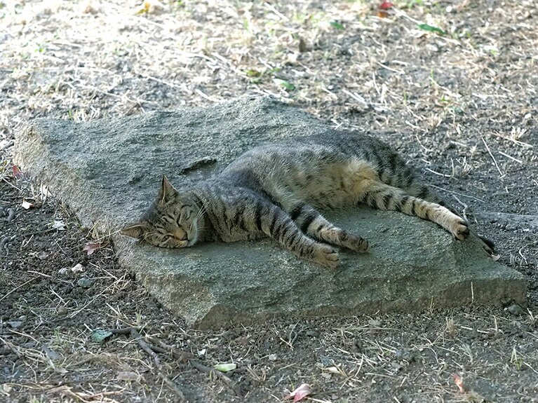 「ひんやりして気持ちイイのニャ……」