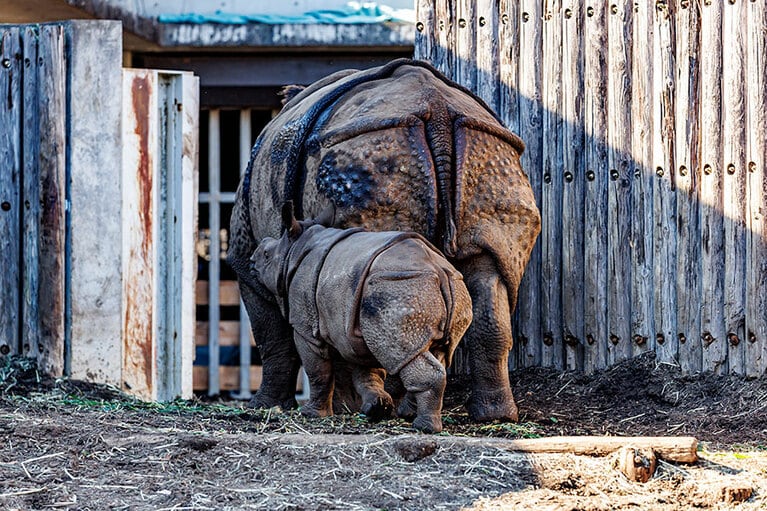 インドサイのゴポン、デコポン親子。
