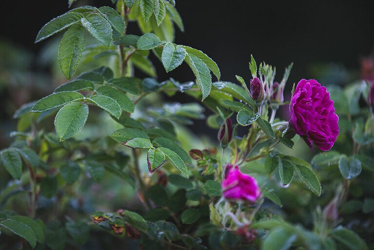 「北海道の花」にも指定されているハマナスの花。