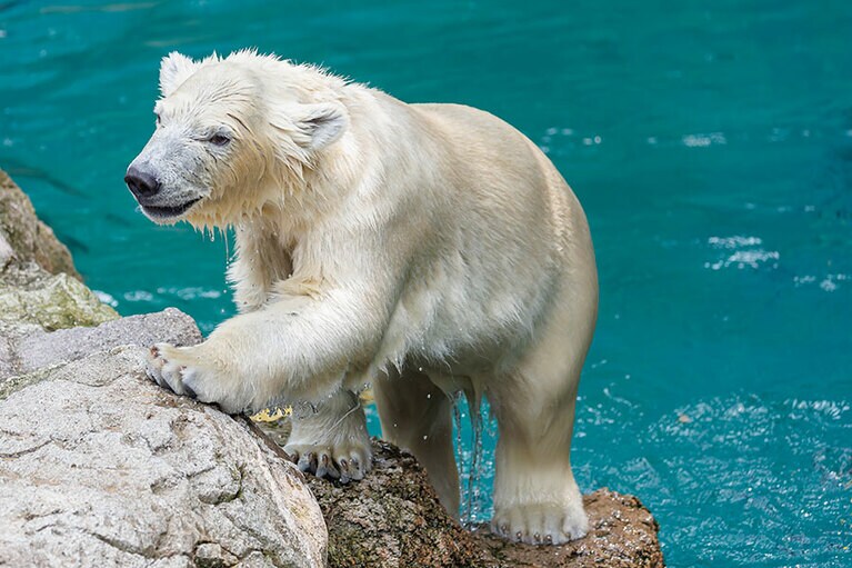 水遊びが大好きなライ。