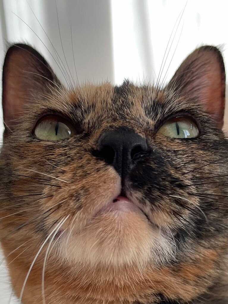 ララ ♀ 4歳。写真はごきげんな時にする『うっふん顔』と読んでいる表情です（5.5さん）