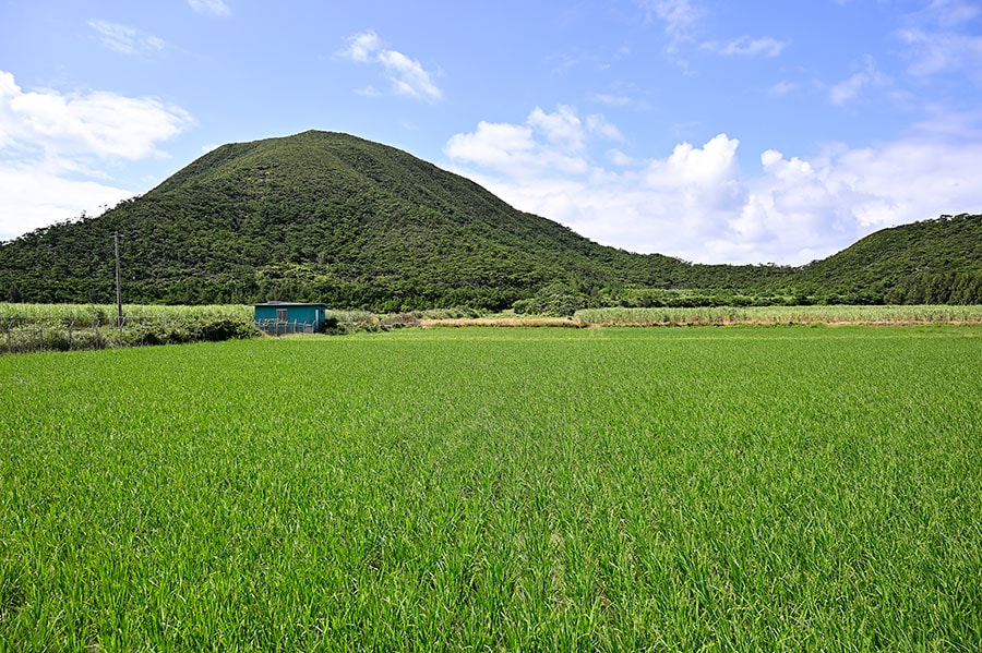 沖縄の離島では珍しい水田も広がっています。