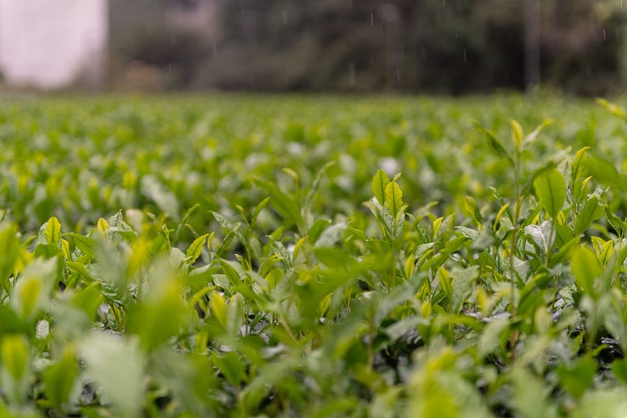 隣り合う畑でも違う茶葉ができる。そんなテロワールも楽しみなお茶の一大産地、静岡。