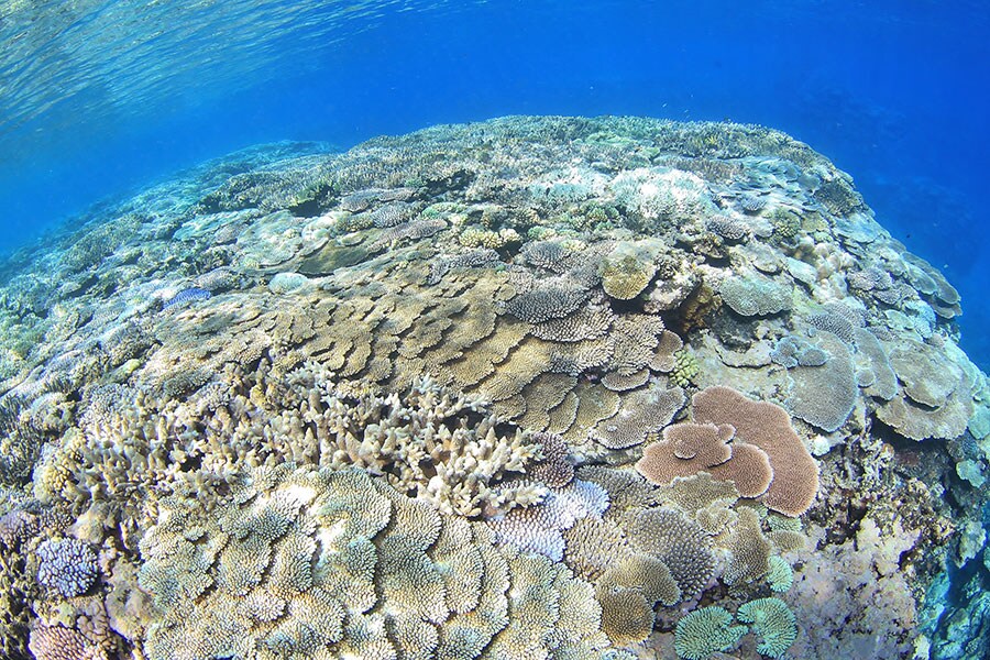 なかなか行きやすい島ではないせいか、無垢のサンゴ礁が広がっています。©郷土マリンサービスJAWSⅡ 柳岡秀二郎