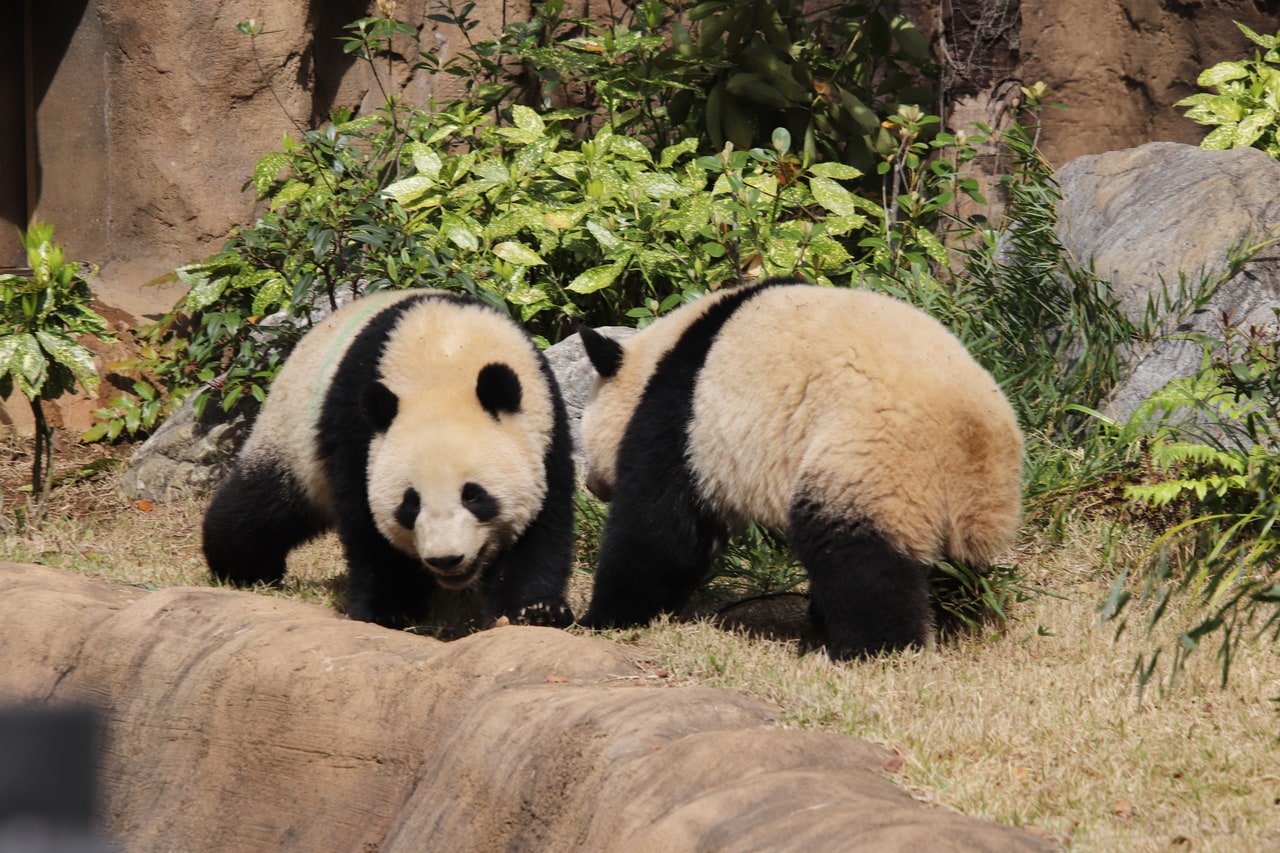 シンシンから独り立ち後、後ろ歩きをするようになったレイレイ（右）。