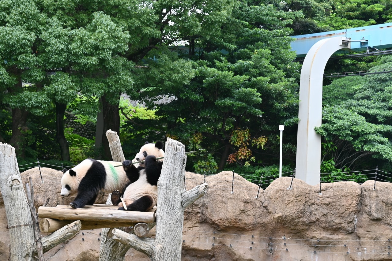 背後に見えるモノレールの軌道桁と支柱は2025年に撤去された。2歳の誕生日のシャオシャオ（左）とレイレイ。（2023年6月23日、筆者撮影）