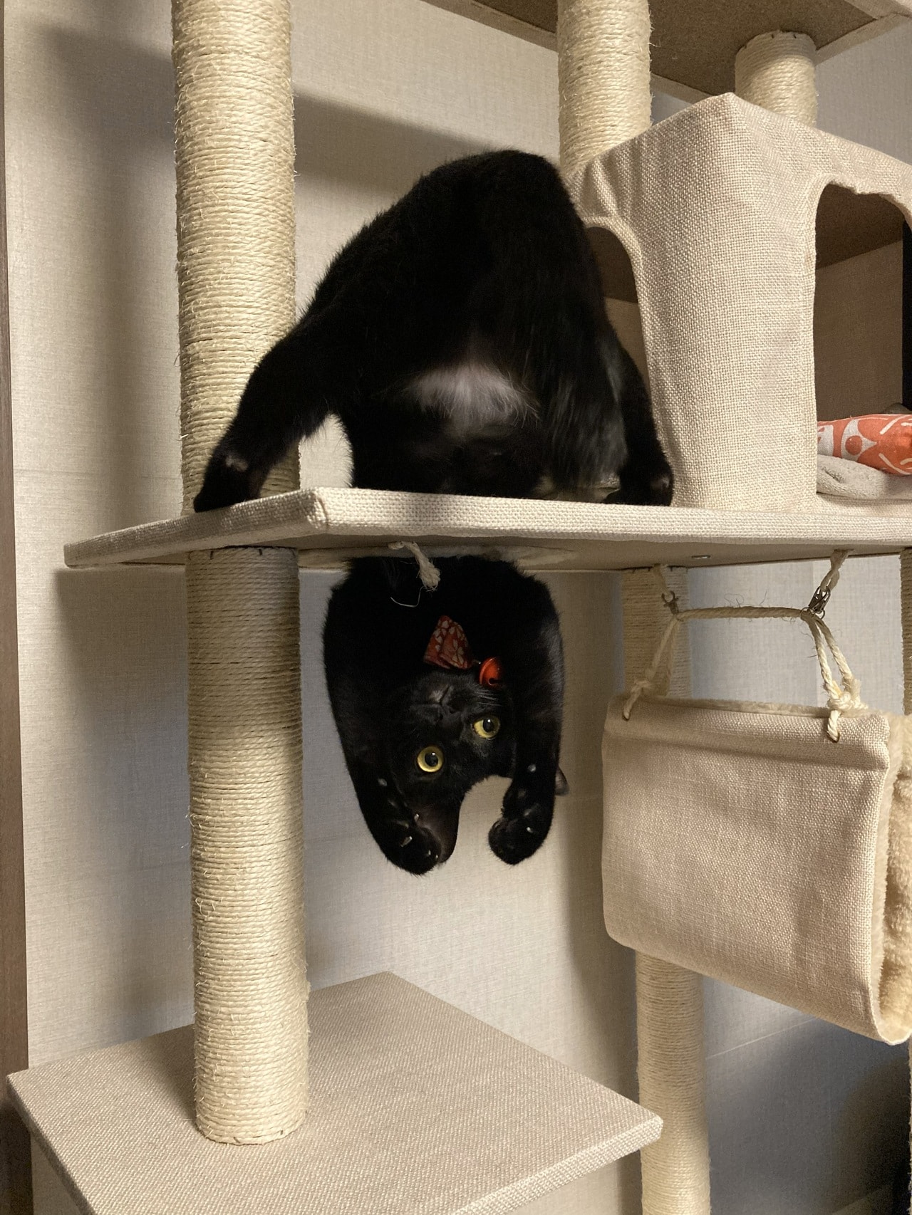 奇跡の瞬間部門2位：ひじき ♀ 4歳。