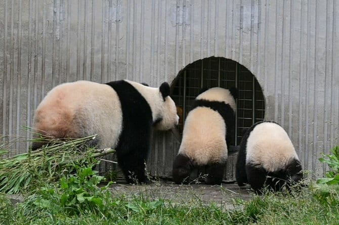 ジャイアントパンダ 　ポスター(昭和当時品)　長期保管品 祝！上野ジャイアントパンダ来日50周年／上野案内所5周年記念グッズ