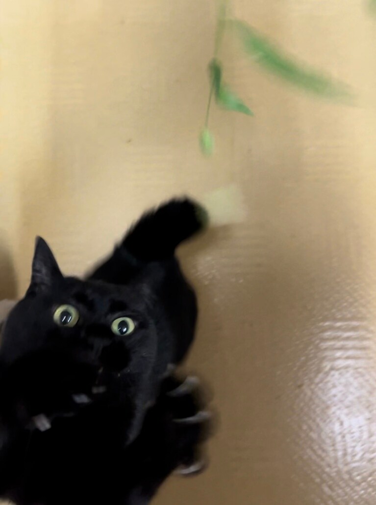 テンシン ♀ 9歳8カ月。ねこじゃらしに戯れている時とても躍動感のある写真が撮れました♪（テンテンプラスさん）