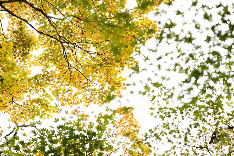 紅葉を眺めながら。