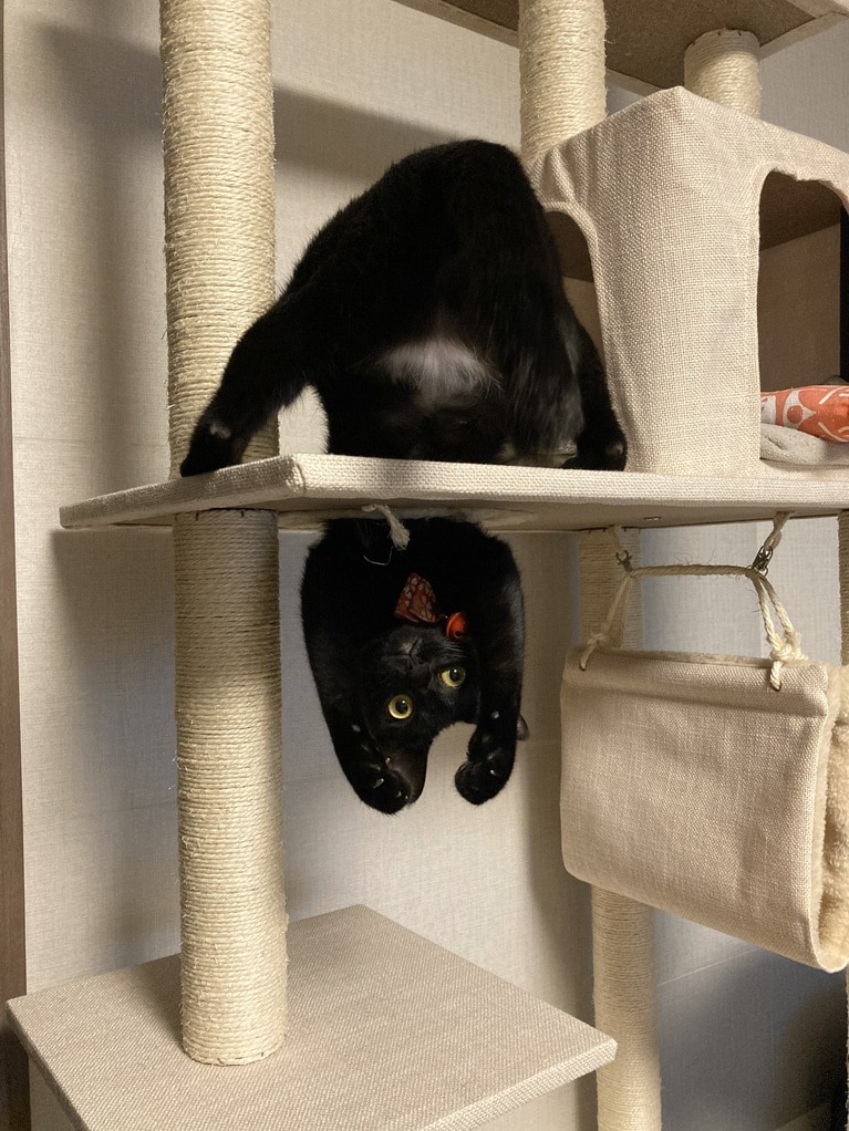 奇跡の瞬間部門2位：ひじき ♀ 4歳。