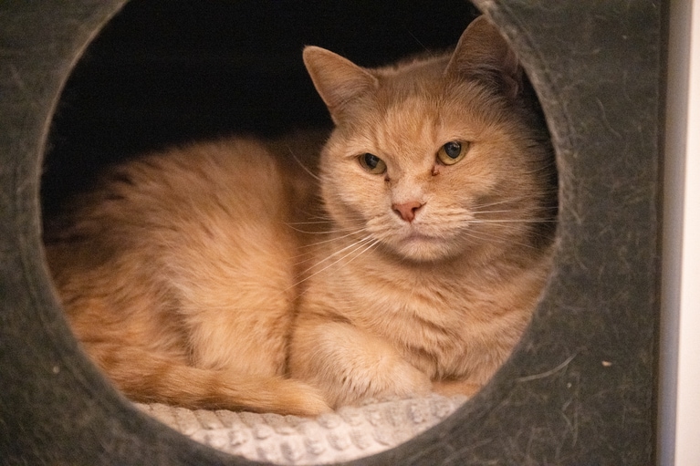 玉くん ♂ 9歳。花ちゃんと一緒に暮らしてきたアメリカンカール。