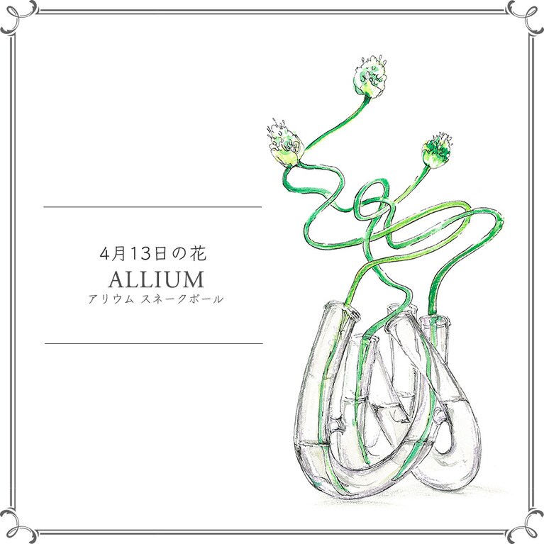 4月13日の花「アリウム スネークボール」