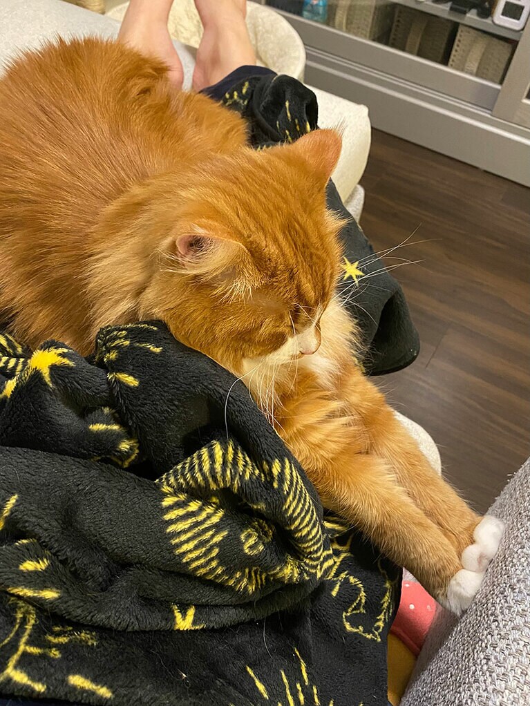 いお ♂ 3歳。つっぱることが男のたったひとつのリラックス法のようです。