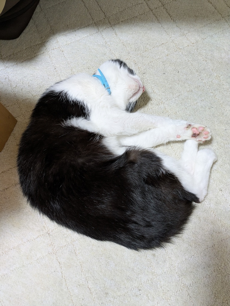 くまちゃん ♂ 12歳。「ホットカーペットが大好き。つけるといつもごろんちょです」（飼い主さんより）。