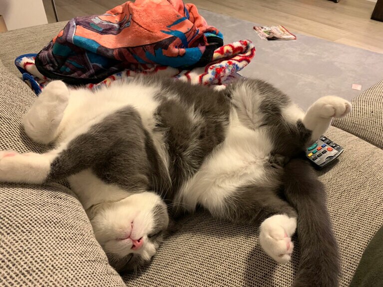 石田たくみさん宅の愛猫ふうすけ(オス・3歳)。