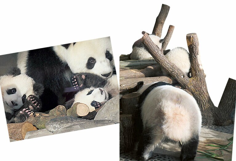 【ドイツ】「モンモン＆モンシャン＆モンユエン」モンモンは2019年8月31日にオスの双子を生んで育児に奮闘。／2020.2.9撮影 @ベルリン動物園