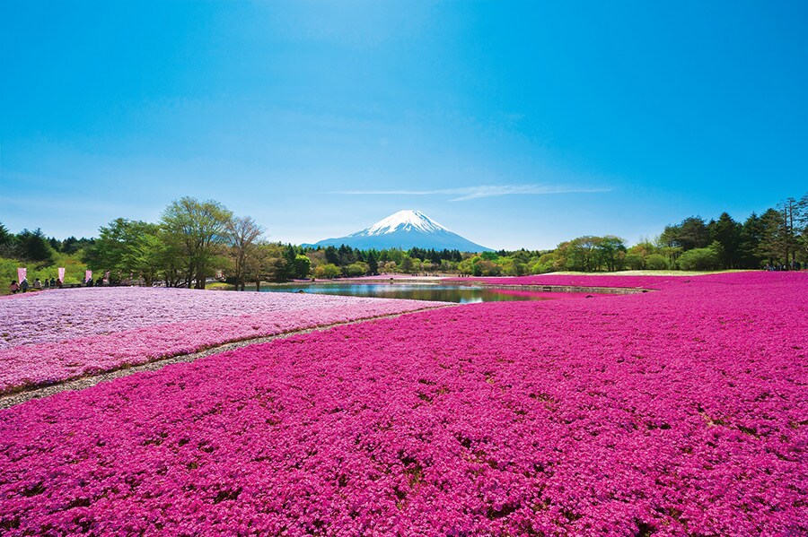 富士山麓の春の訪れを感じられるイベント「富士芝桜まつり」。開催12年目を迎える今年のテーマは“ピンクの夢空間”。