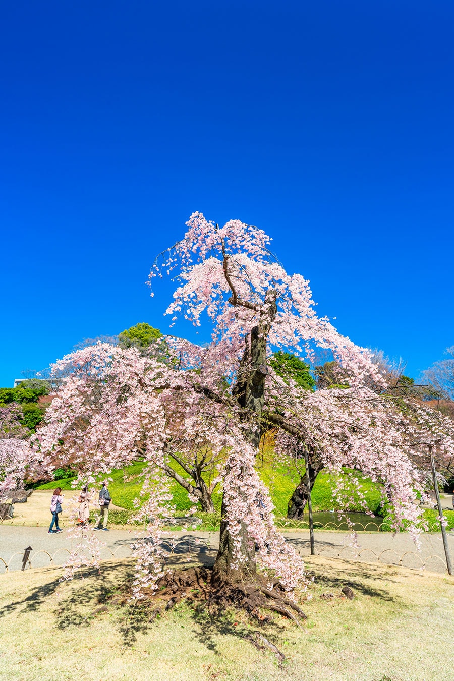 小石川後楽園の桜。写真：momo.photo/イメージマート