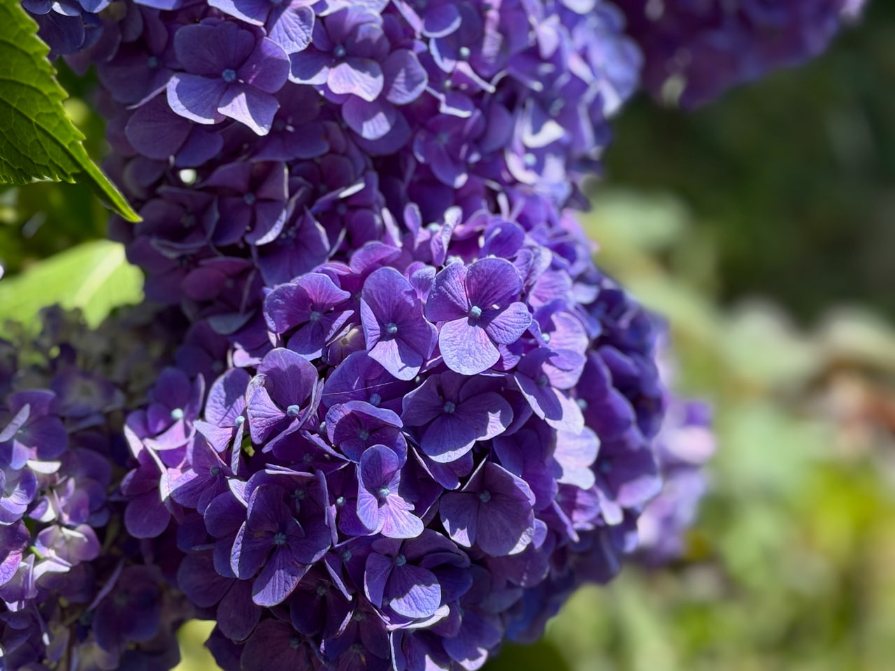 季節の花や植物を眺めながら、早朝や夕方に散歩するのはいかが？