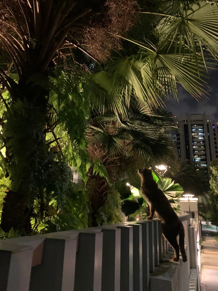 ぶんちゃん ♂ 6歳。シンガポールで撮影しました。