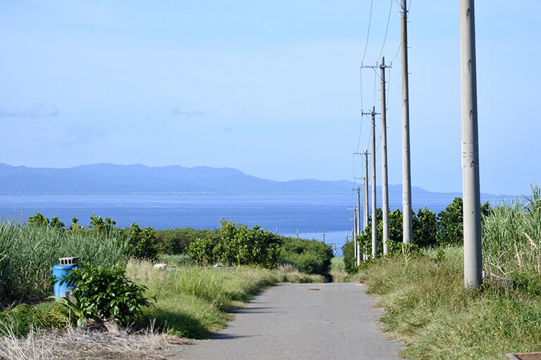 島の中央から海岸線へ下り坂になった地形。サトウキビ畑に挟まれた道がいたるところで。
