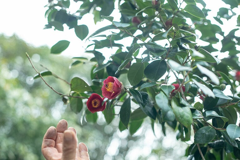 南の島に咲く可憐な椿の花。天草は、歩くほどに癒やされる。