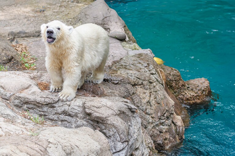 水遊びが大好きなライ。