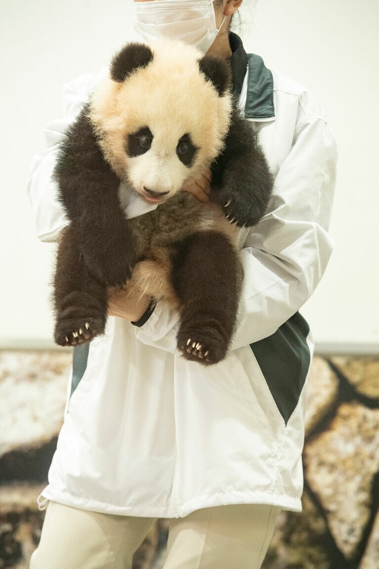 飼育スタッフさんに抱えられて……。