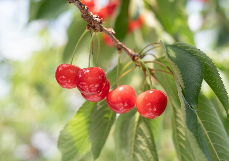 愛らしいさくらんぼも、最初はりんごのサポート役。