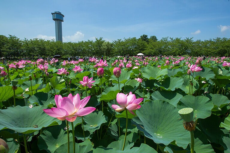 【埼玉県】古代蓮の里。