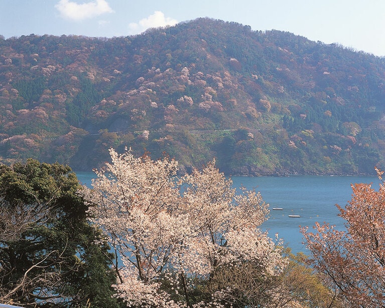 神子の山桜。