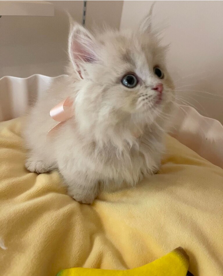 chiffon（シフォン） ♀ 半年。マリーちゃんみたいなモデルさんおめめがくりくりしてて美人さんなんです♡ご縁がありましたらよろしくお願いします（おはるぴさん）