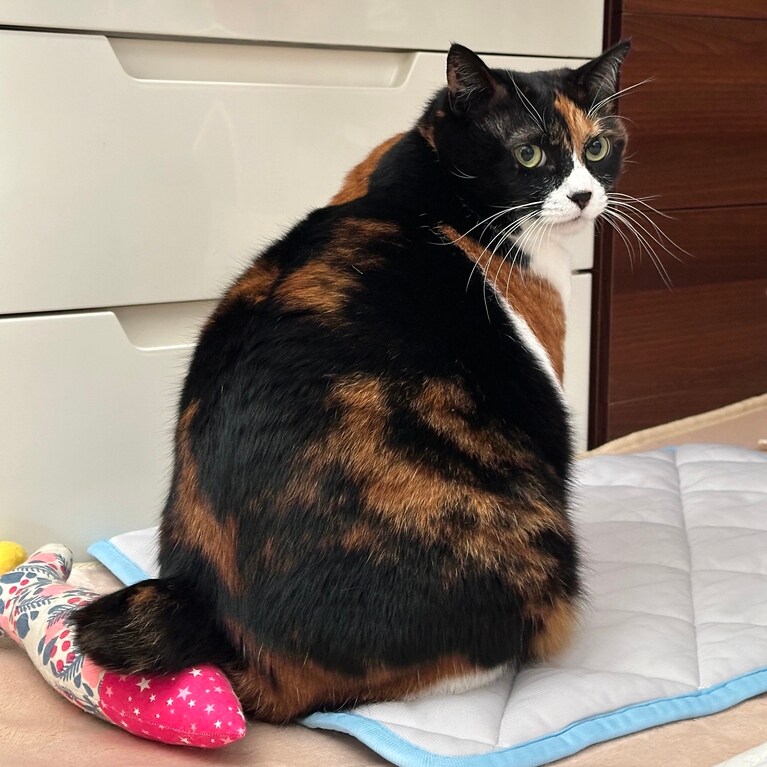 もなみ ♀ 5歳。またたび棒を短い鍵しっぽの下に置いて、私のオモチャ何だからね！ と振り向いて訴えてる見返り美人なみーちゃん（もなみ）です（みーちゃんパパさん）