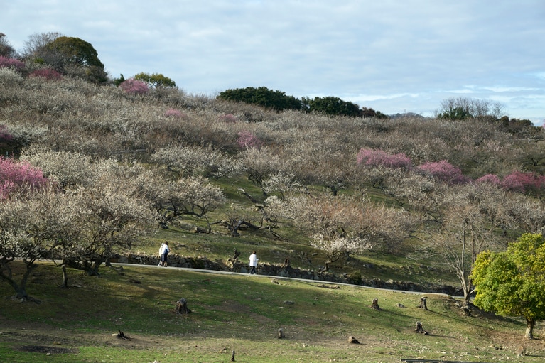 《早春の絶景散歩》紅白の梅の先には瀬戸内海、園内には古墳も！西日本随一の梅の名所「綾部山梅林」へ【兵庫県】